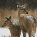 Two Deer in the Snow