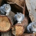 Three Cats on a Wood Pile