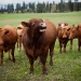 Bull with His Cows