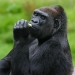 Gorilla Eating