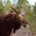 Bull Moose in the Snow
