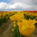 Field of Tulips