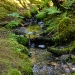 Babbling Brook