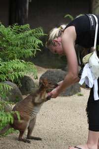 Becka Feeding Wallaby