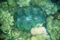 Clam