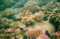 Reef