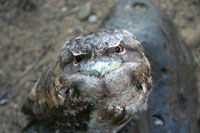 Frog Mouth