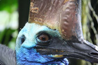 Cassowary