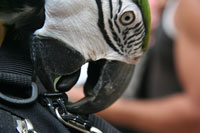 Bird on Backpack
