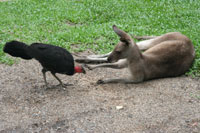 Roo Shooing Away Bird