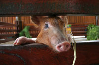 Piglet