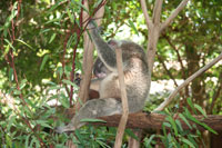 Koala Sleeping in Tree