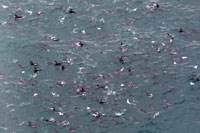 Dolphins