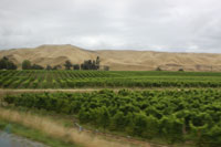 Vineyard