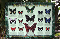 Butterfly Sign