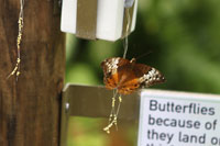 Butterfly Eggs
