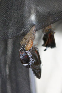 Hatching