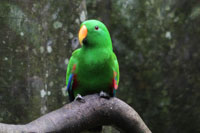 Green Bird
