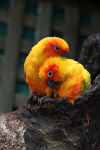 Two Birds