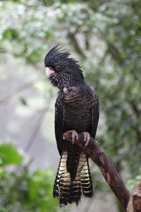 Black Bird
