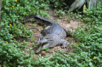 Croc Mouth Open