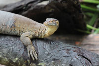 Lizard