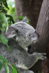 Koala