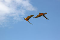 Birds in Flight