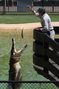 Croc Jump