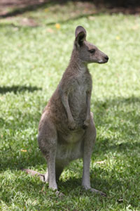 Roo Sitting