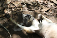 Hot Roo