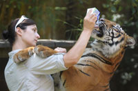 Cat Feeding