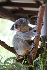 Koala