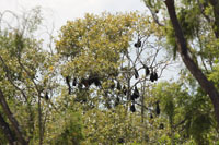 Bats
