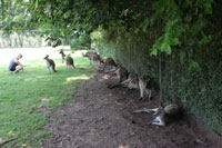 Becka with Kangaroos